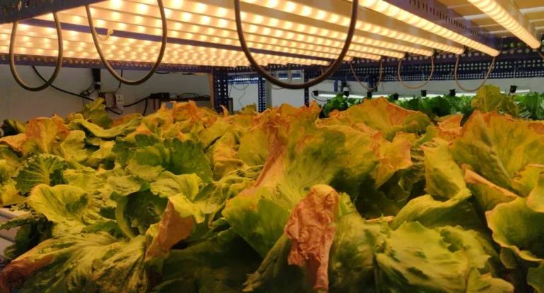 Why Tip Burn Happens Under Grow Lights (And It’s Not a Calcium Shortage)